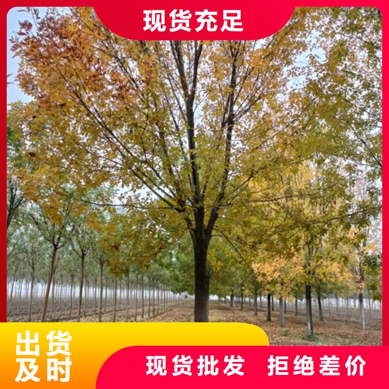 造型法桐来图来样定制