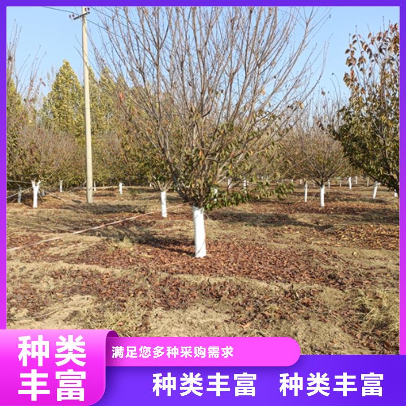 造型法桐生产设备先进