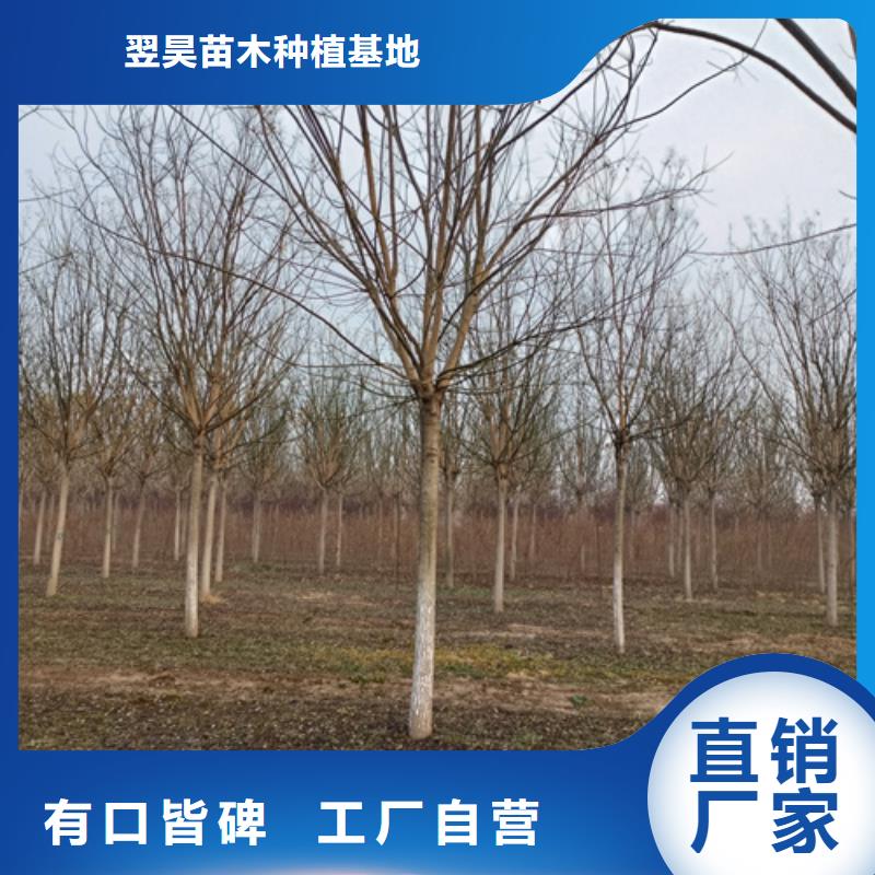 法桐行情公司_翌昊苗木种植基地