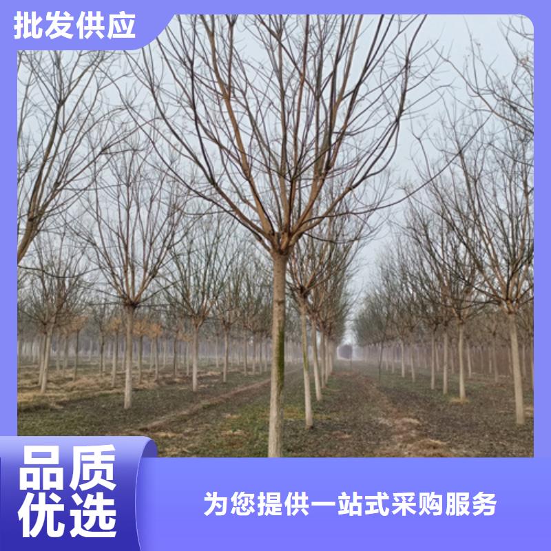 速生法桐放心选择绿化苗木