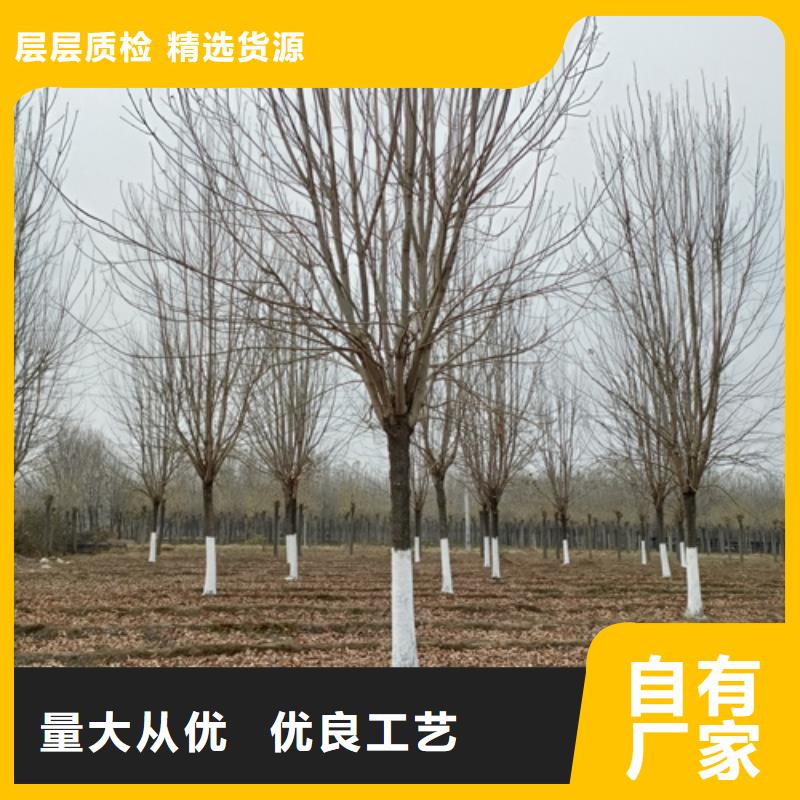 【优选】速生法桐源头厂家