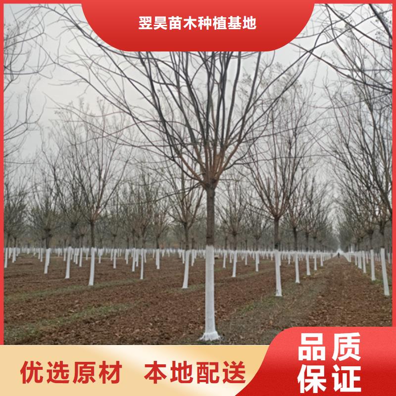 法桐质量放心绿化苗木