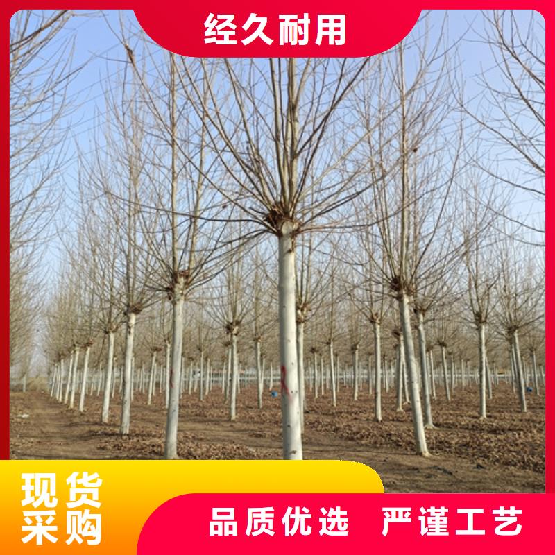 供应法桐小苗的批发商