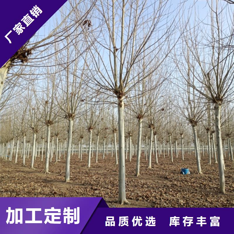 法桐小苗免费咨询绿化苗木