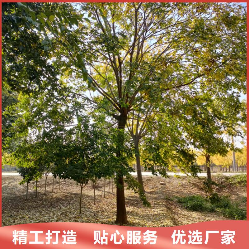 法桐小苗销售公司-价格合理