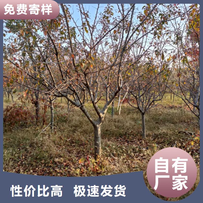 库存充足的造型法桐批发商
