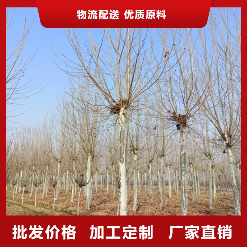 【法桐】截杆发帽质量安心