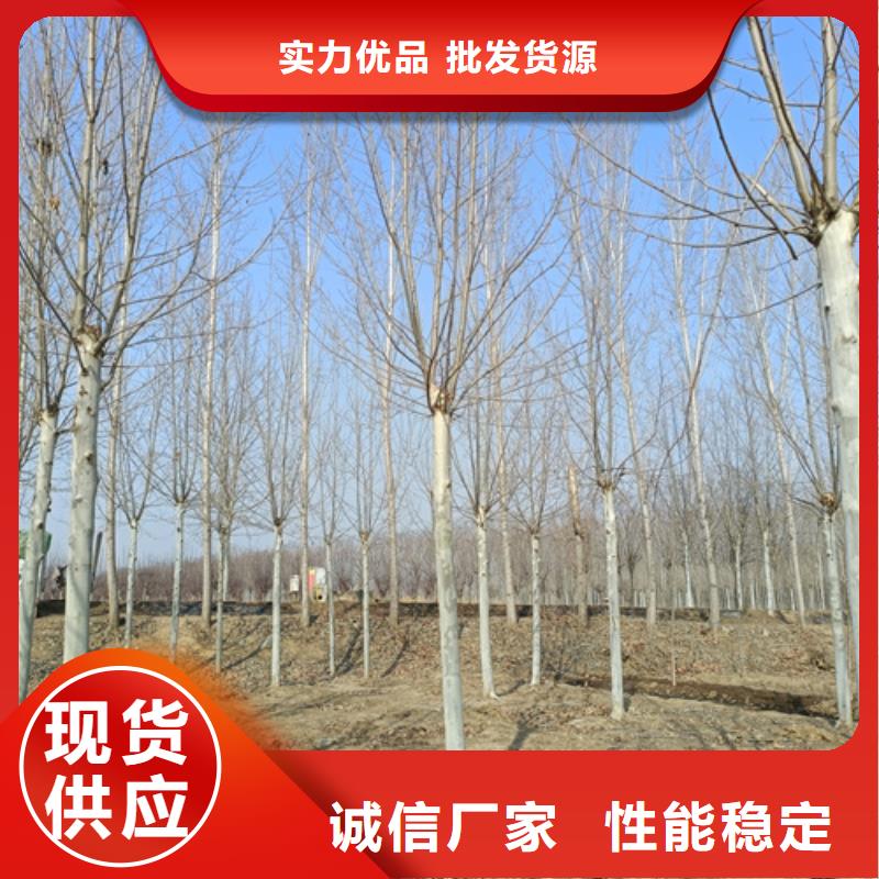 法桐行情公司_翌昊苗木种植基地