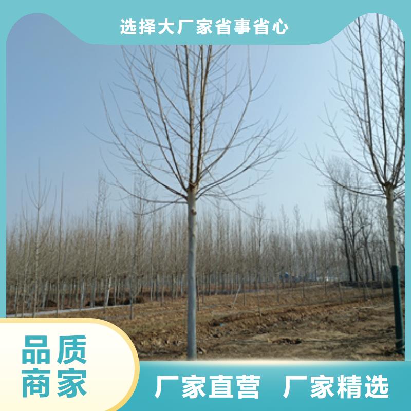 采购法桐小苗_认准翌昊苗木种植基地_值得信赖