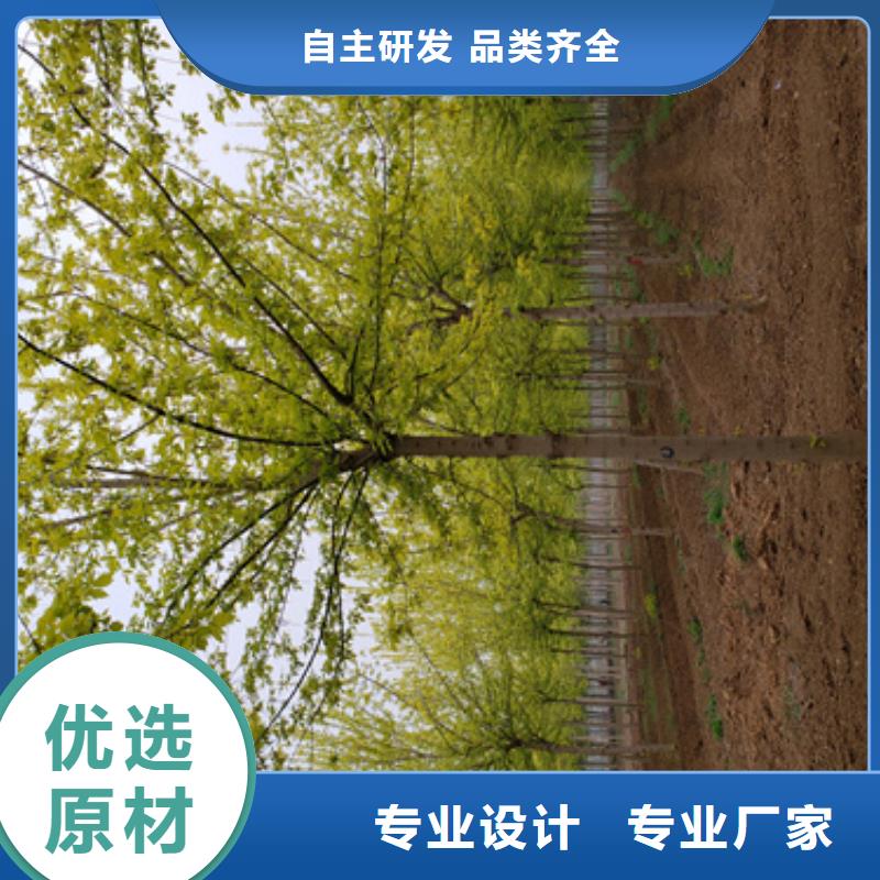 速生法桐订购找大品牌