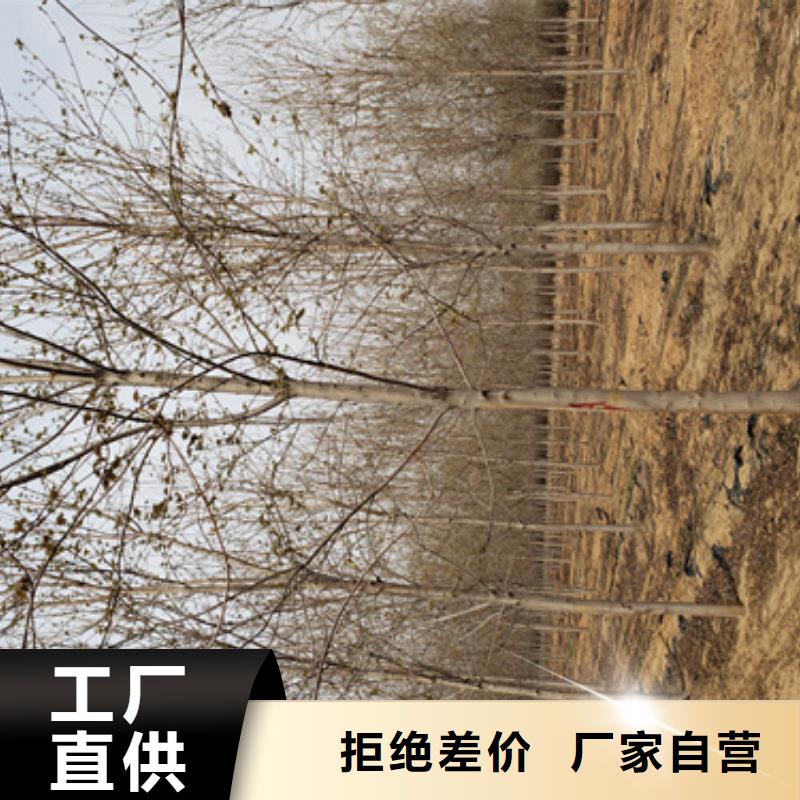 造型法桐-点击洽谈