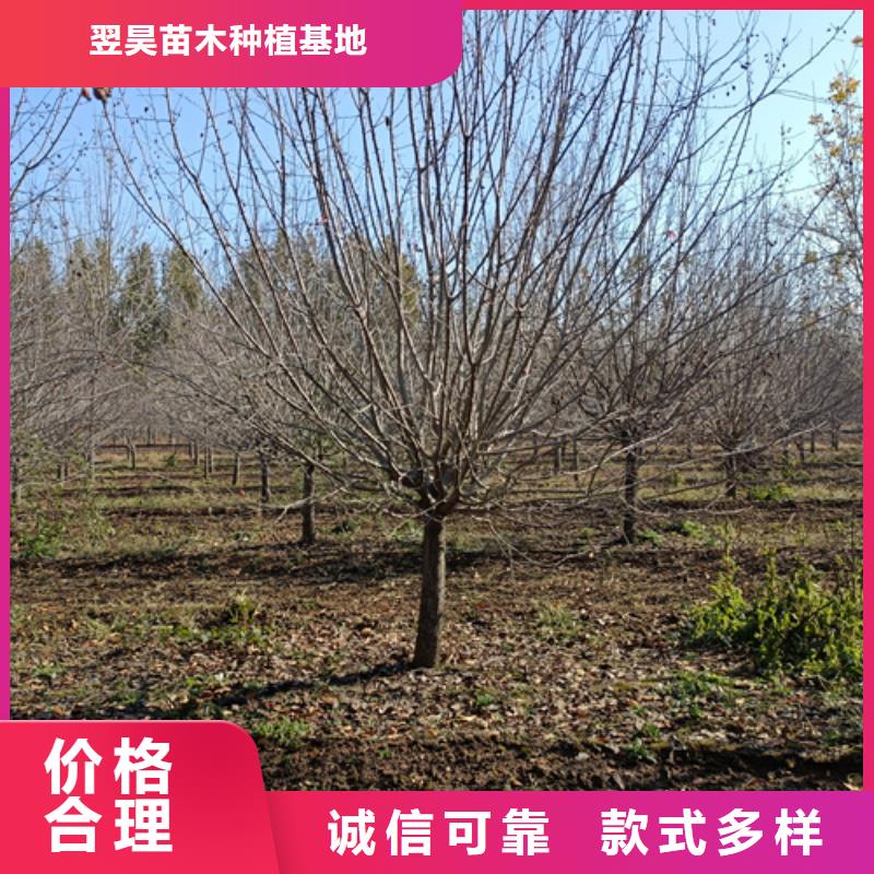 法桐小苗价格合理绿化苗木