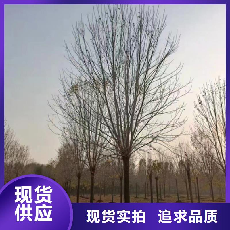 法桐行情批发生产基地