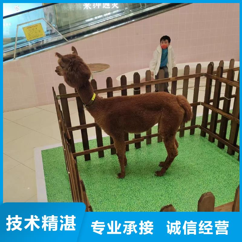 小马戏表演出租图片