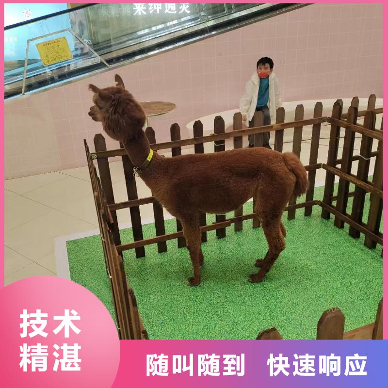马戏团/羊驼,景区杂技表演服务周到