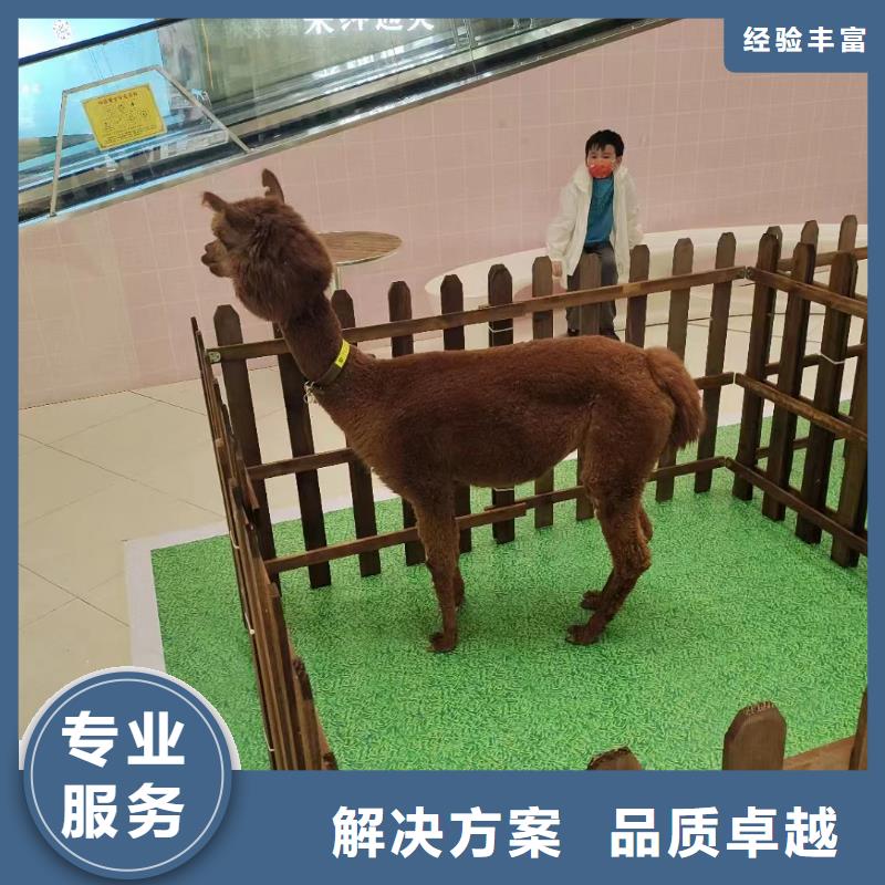 马戏团/羊驼羊驼出租省钱省时