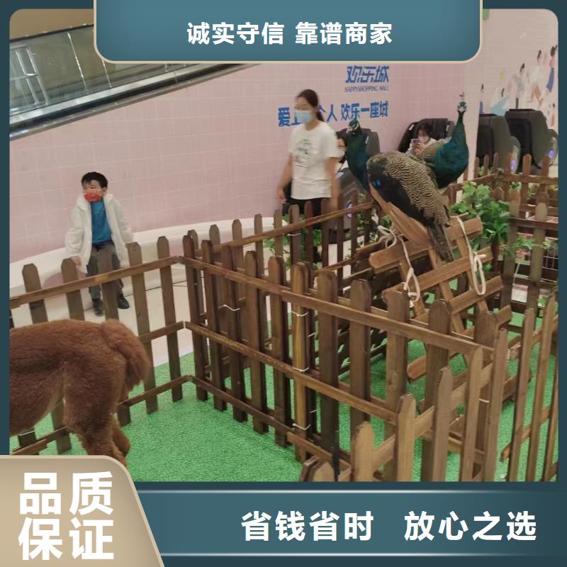 马戏团/羊驼-【【海狮表演租赁】】服务热情
