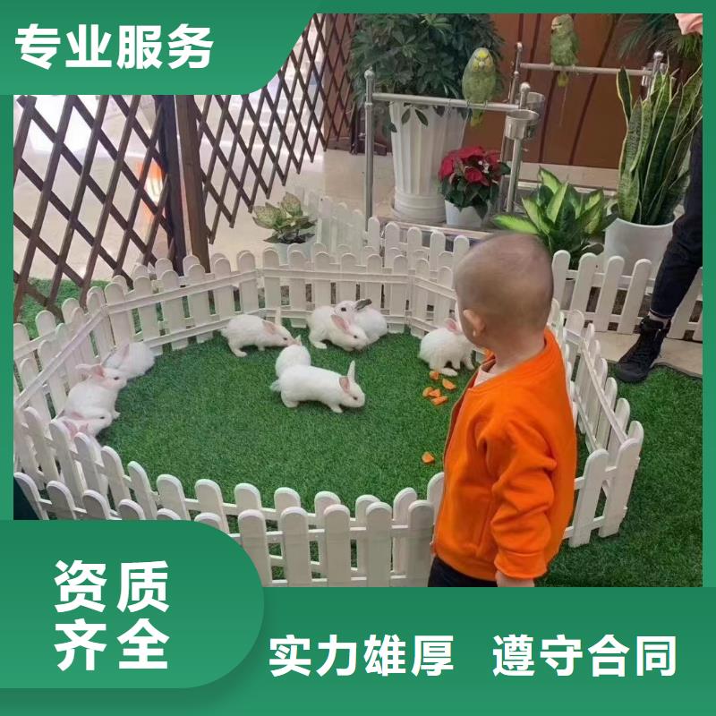 马戏团/羊驼羊驼出租诚实守信