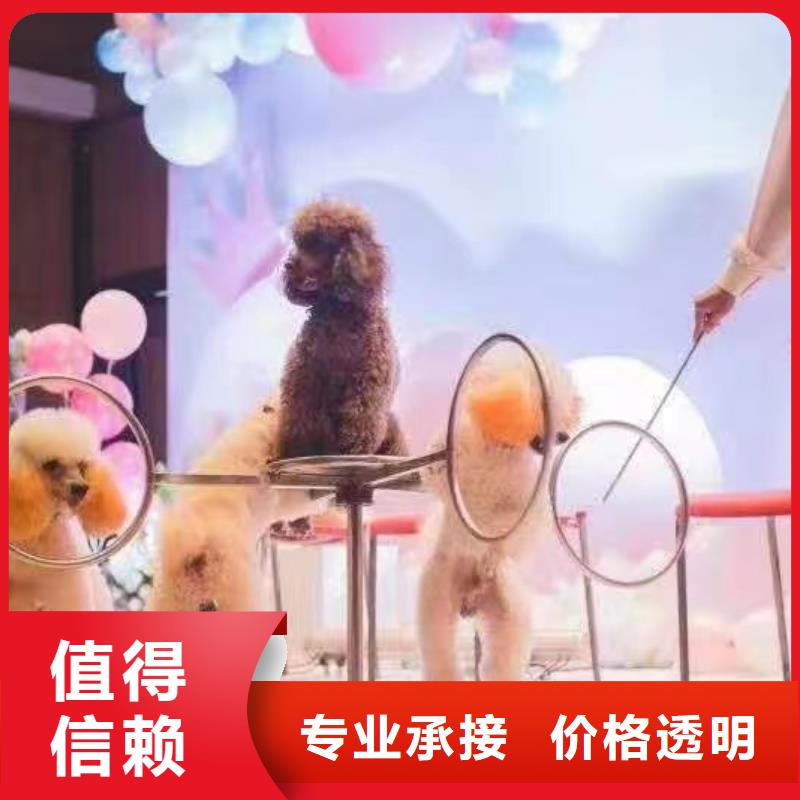 马戏团/羊驼 鹦鹉表演技术好