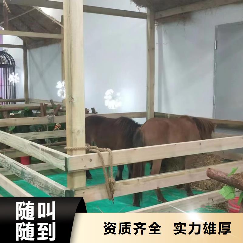 马戏团/羊驼【企鹅演出】实力雄厚