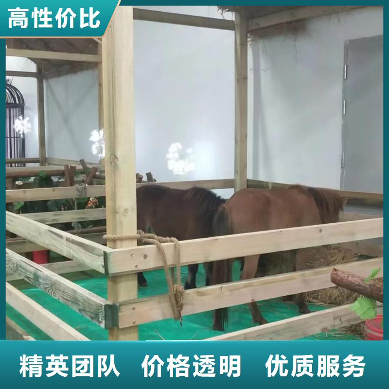 马戏团/羊驼企鹅出租表演先进的技术