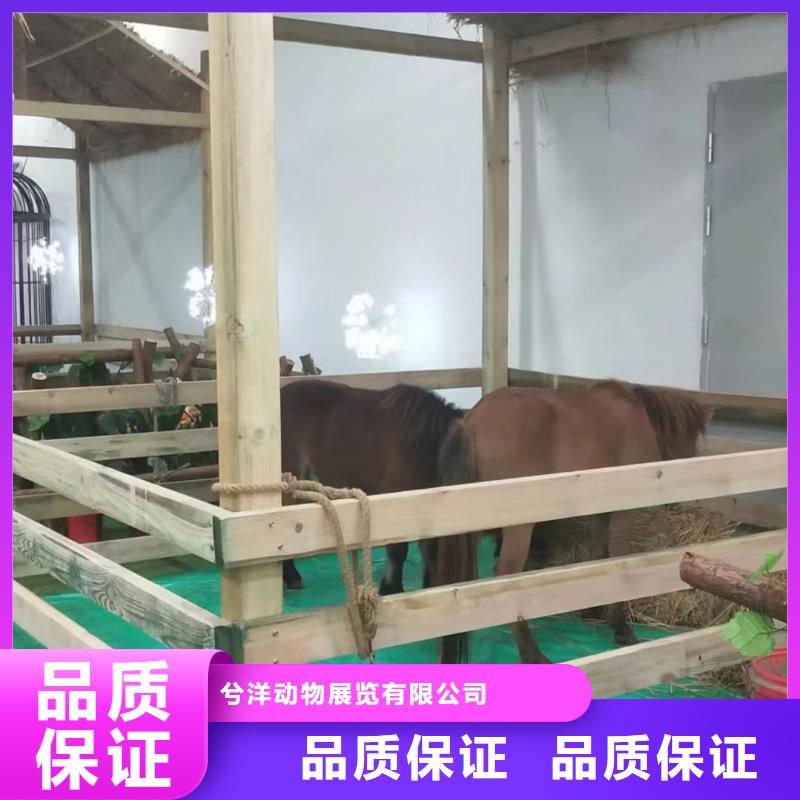 马戏团/羊驼,动物表演租赁2025专业的团队