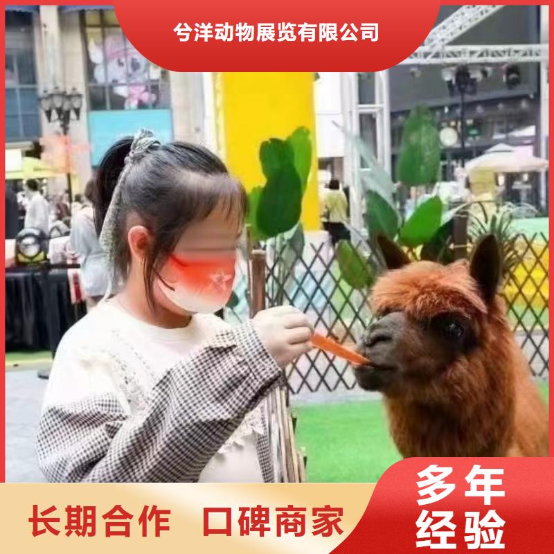 马戏团/羊驼【海狮租赁表演】诚信