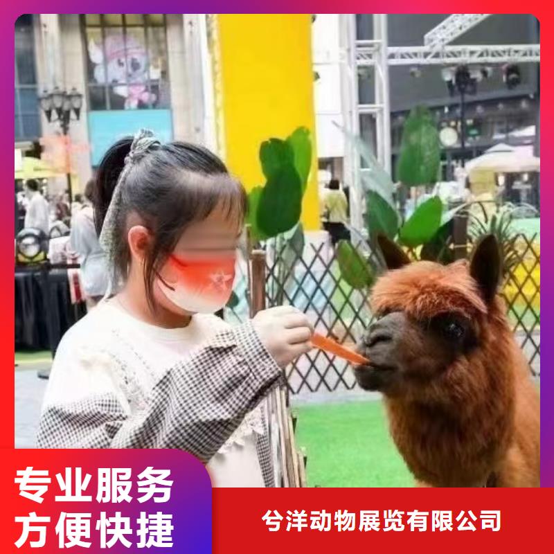 出租马戏团表演商场活动
