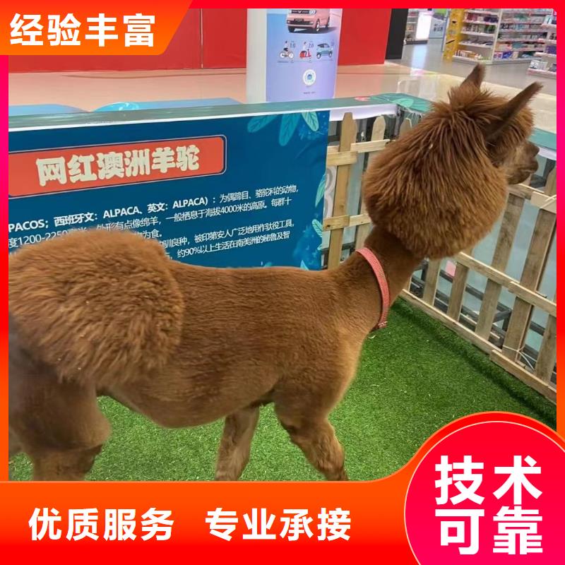 马戏团/羊驼【马戏团表演出租租赁】靠谱商家
