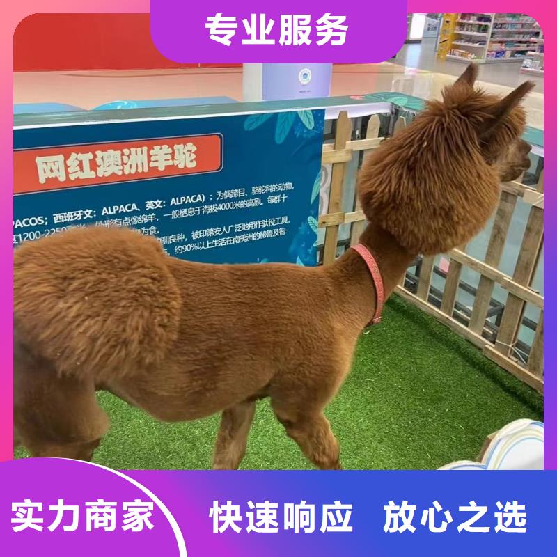 马戏团/羊驼美人鱼表演解决方案