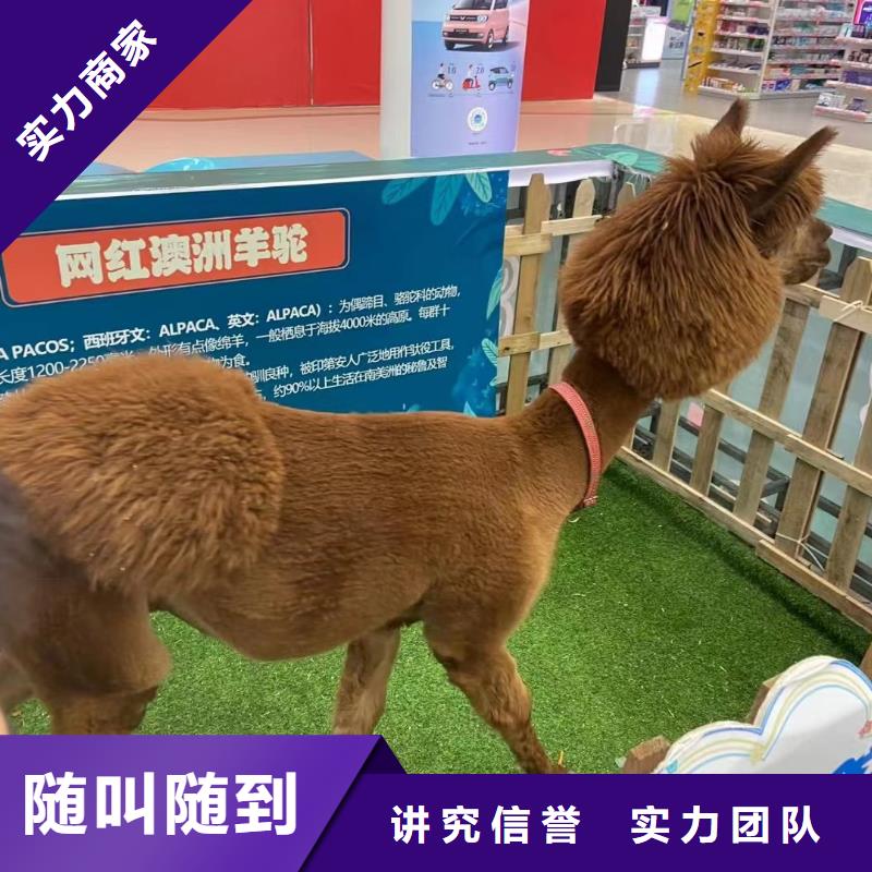 马戏团/羊驼草泥马羊驼租赁口碑商家