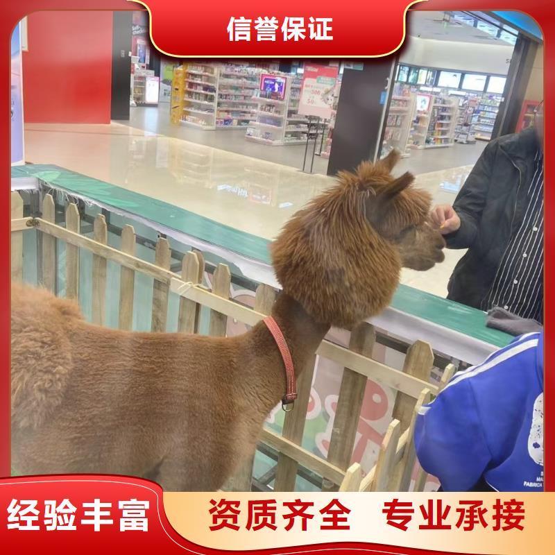 马戏团/羊驼海狮演出多年行业经验