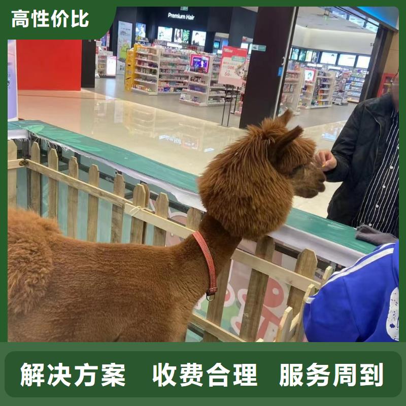 哪有出租羊驼的联系方式