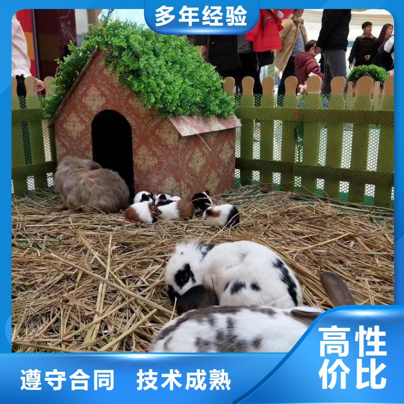 马戏团/羊驼【海狮表演出租】品质卓越