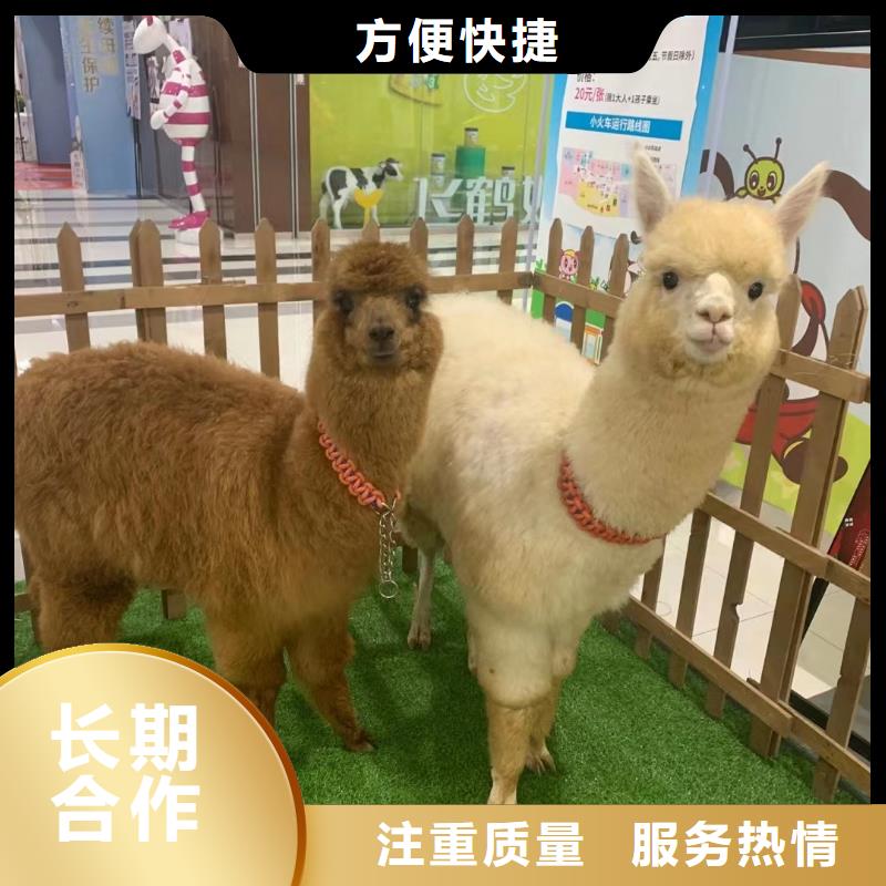 马戏团表演租赁一手资源