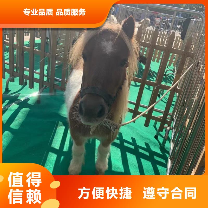 马戏团表演出租免费策划