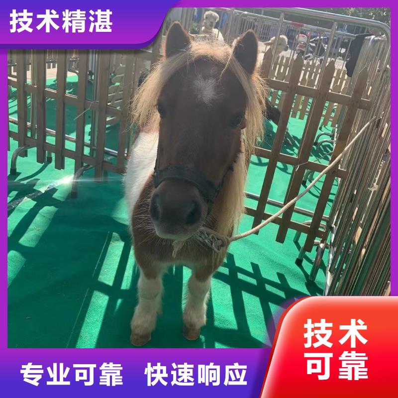 哪有出租羊驼的一手资源