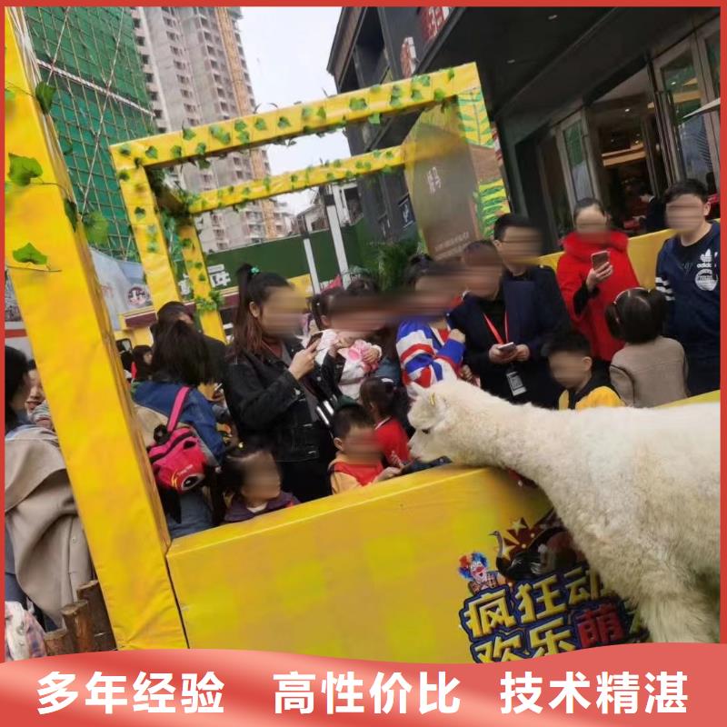 马戏团/羊驼动物杂技表演租赁专业品质
