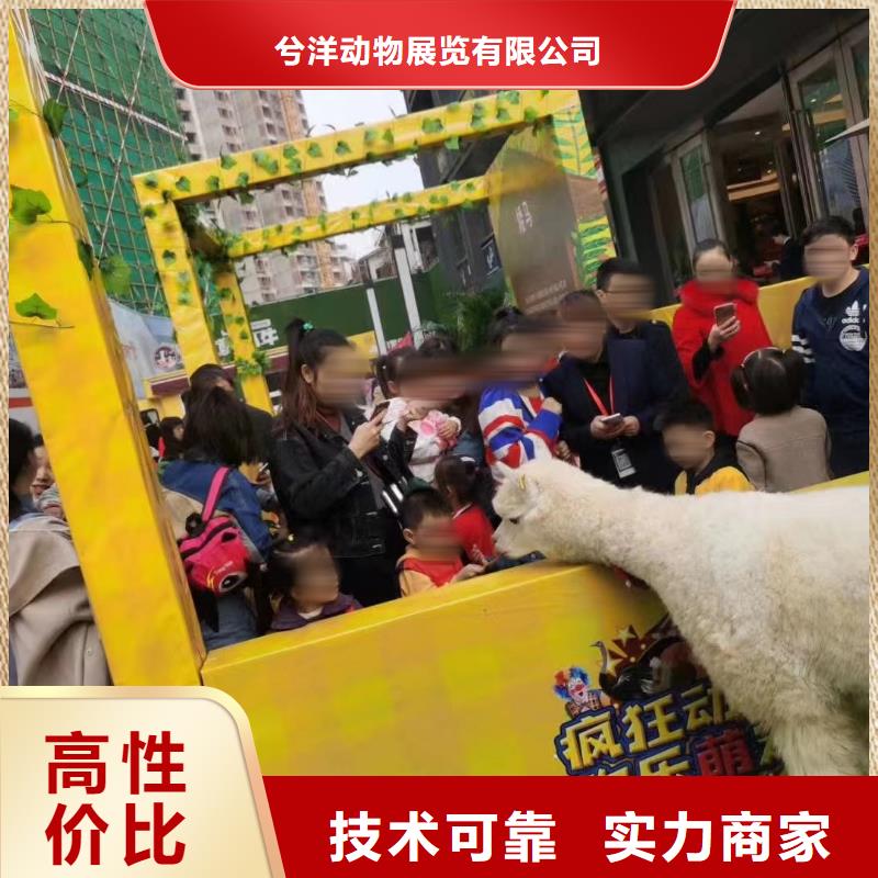 兮洋出租表演羊驼马戏团/羊驼【羊驼出租】技术比较好
