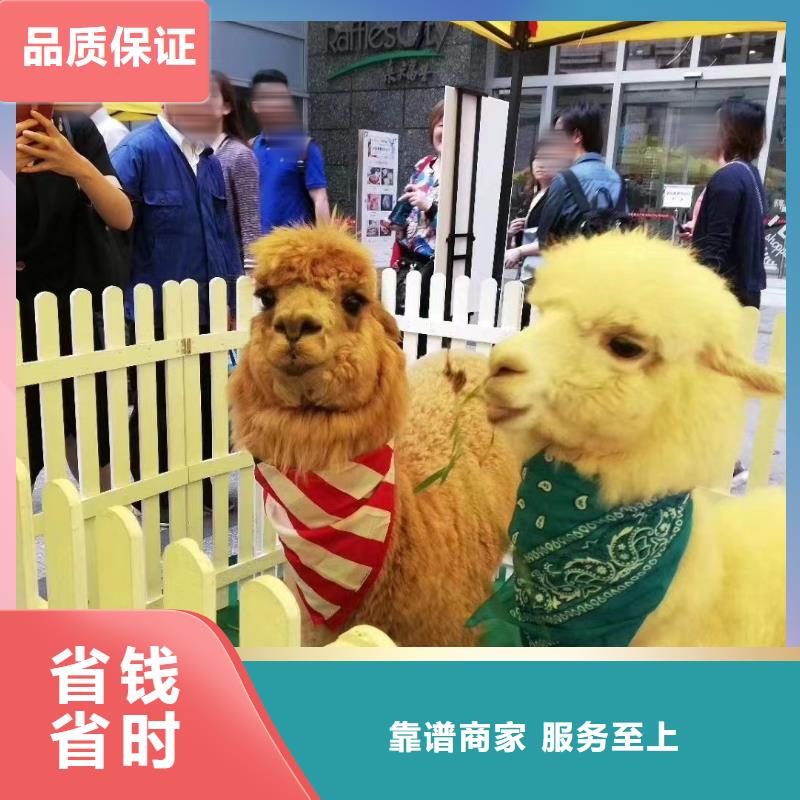 马戏团/羊驼-出租表演海狮知名公司