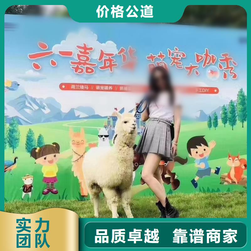 【马戏团/羊驼】出租动物表演从业经验丰富