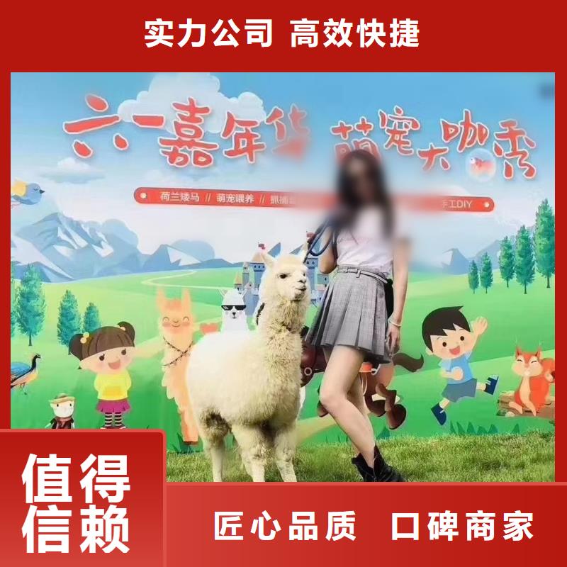 马戏团/羊驼_出租动物表演效果满意为止