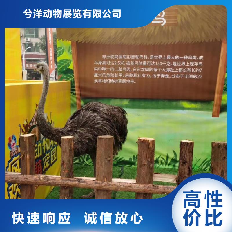 租赁羊驼免费策划