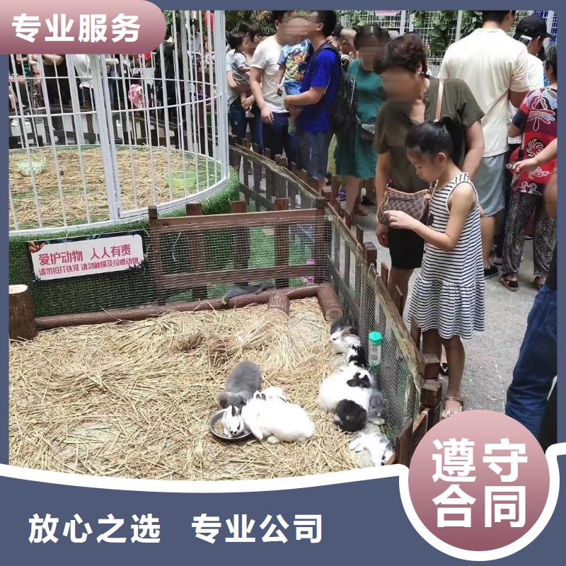 哪里有羊驼租赁的点击