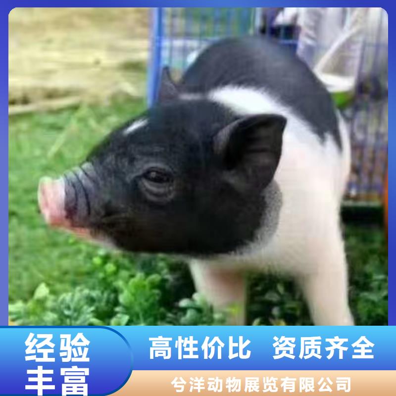 【马戏团/羊驼】美人鱼表演放心