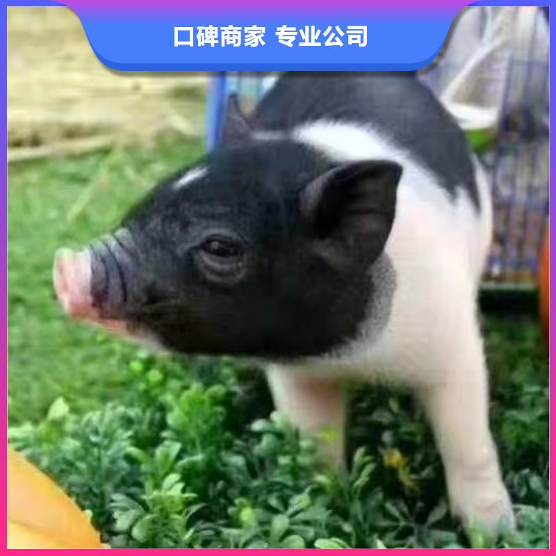 马戏团/羊驼动物杂技表演租赁专业品质