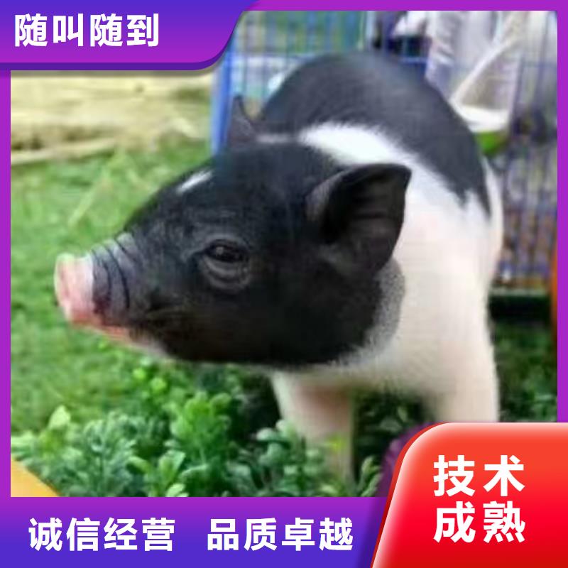 羊驼萌宠出租点击图片