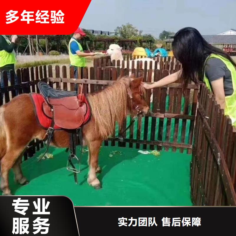 羊驼萌宠出租点击图片