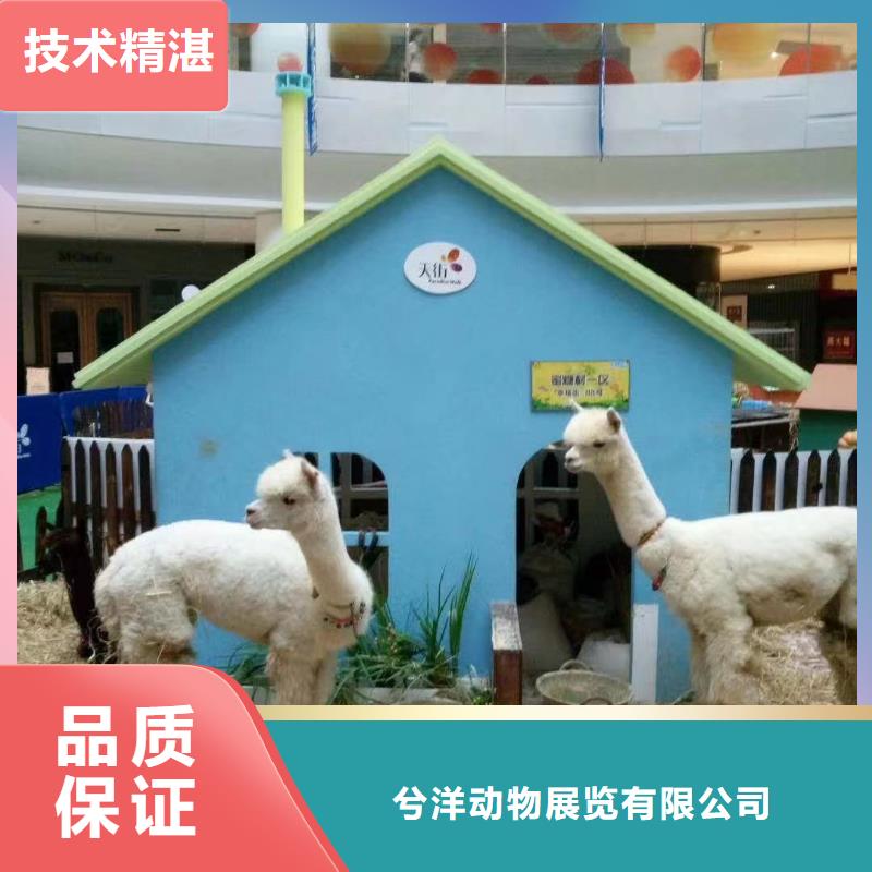 马戏团/羊驼小香猪宠物出租遵守合同
