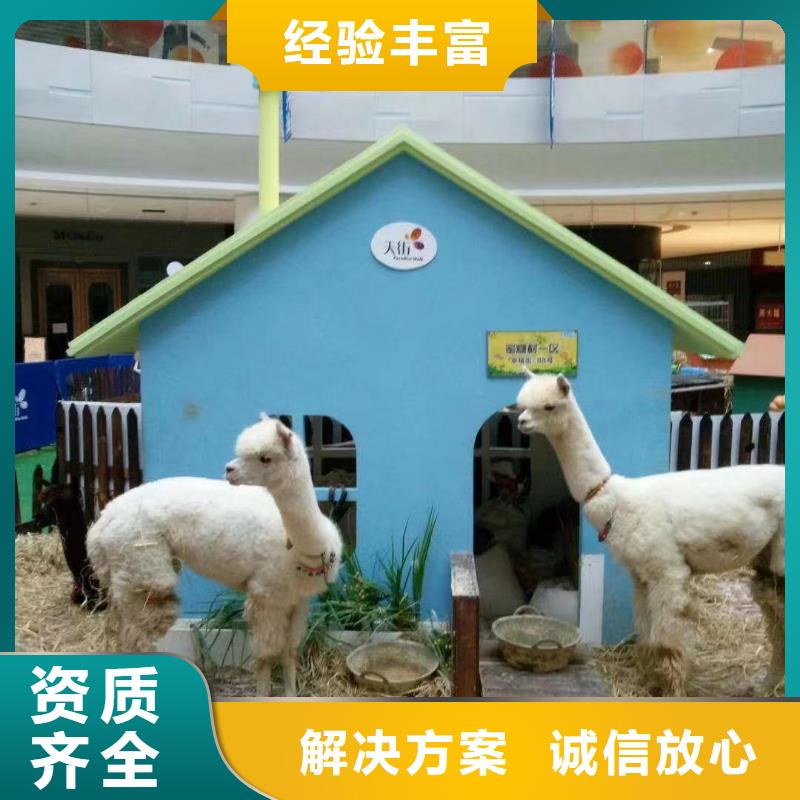 马戏团/羊驼美人鱼表演有实力